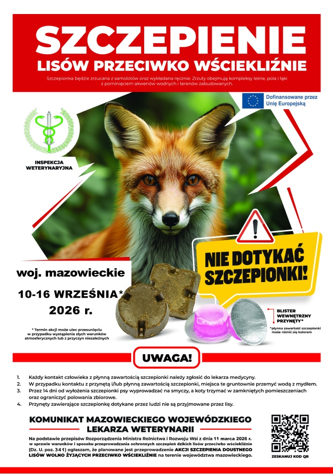 Obraz przedstawia plakat informacyjny dotyczący szczepienia lis&oacute;w przeciwko wściekliźnie na&nbsp;terenie wojew&oacute;dztwa mazowieckiego. Plakat ma układ pionowy, z&nbsp;wyraźnymi sekcjami tekstowymi i&nbsp;elementami graficznymi. 1. G&oacute;rna część plakatu Na samej g&oacute;rze znajduje się czerwony pasek z&nbsp;dużym białym napisem: &bdquo;SZCZEPIENIE LIS&Oacute;W PRZECIWKO WŚCIEKLIŹNIE&rdquo;. Jest to gł&oacute;wny tytuł komunikatu. Pod nim umieszczono tekst informujący, że&nbsp;szczepionka będzie zrzucana z&nbsp;samolot&oacute;w oraz&nbsp;wykładana ręcznie. Wskazano obszary objęte akcją: kompleksy leśne, pola i&nbsp;łąki. Dodano r&oacute;wnież informację, że&nbsp;szczepionki nie będą zrzucane na&nbsp;tereny zabudowane ani&nbsp;na zbiorniki wodne. Po lewej stronie widnieje logo Inspekcji Weterynaryjnej, a&nbsp;po prawej flaga Unii Europejskiej, co sugeruje wsp&oacute;łfinansowanie działań. 2. Centralna część plakatu W centrum znajduje się duże zdjęcie dorosłego lisa patrzącego w&nbsp;stronę odbiorcy. Zwierzę stoi na&nbsp;tle naturalnego środowiska. Po lewej stronie zdjęcia umieszczono ż&oacute;łty znak ostrzegawczy z&nbsp;czarnym napisem: &bdquo;NIE DOTYKAĆ SZCZEPIONKI!&rdquo;. Po prawej stronie znajdują się dwa zdjęcia przynęty z&nbsp;kapsułką szczepionki. Podpis pod grafiką brzmi: &bdquo;BLISTER WEWNĘTRZNY PRZYNĘTY&rdquo;. 3. Informacje o&nbsp;terminie i&nbsp;obszarze akcji Pod zdjęciem lisa znajduje się sekcja z&nbsp;informacją o&nbsp;terminie: &bdquo;woj. mazowieckie 10&ndash;16 WRZEŚNIA 2026 r.&rdquo;* Pod gwiazdką dodano uwagę, że&nbsp;termin może ulec zmianie ze względu na&nbsp;warunki pogodowe lub&nbsp;inne okoliczności. 4. Sekcja &bdquo;UWAGA!&rdquo; &ndash; instrukcje dla mieszkańc&oacute;w W czerwonym polu z&nbsp;białym napisem &bdquo;UWAGA!&rdquo; przedstawiono cztery zasady bezpieczeństwa: Osoba, kt&oacute;ra miała kontakt z&nbsp;płynną zawartością szczepionki, powinna zgłosić się do lekarza. W przypadku kontaktu z&nbsp;przynętą lub&nbsp;płynną zawartością szczepionki należy dokładnie umyć miejsce kontaktu wodą i&nbsp;mydłem. Przez 14 dni po akcji szczepień należy prowadzić zwierzęta domowe na&nbsp;smyczy i&nbsp;nie wypuszczać ich luzem. Przynęt ze szczepionką nie wolno dotykać ani&nbsp;zabierać. Nie są one przeznaczone dla lis&oacute;w trzymanych w&nbsp;niewoli. 5. Dolna część plakatu Znajduje się tu informacja, że&nbsp;komunikat został wydany przez Mazowieckiego Wojew&oacute;dzkiego Lekarza Weterynarii. Umieszczono r&oacute;wnież kod QR prowadzący do dodatkowych informacji. Na dole widnieje odniesienie do rozporządzenia Ministra Rolnictwa i&nbsp;Rozwoju Wsi z&nbsp;11 marca 2026 r., stanowiącego podstawę prawną akcji.